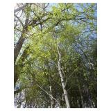 Whitespire Birch, approx 18ft with ...
