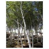 Whitespire Birch, approx 18ft with ...