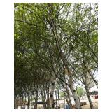 Whitespire Birch, approx 14ft with ...
