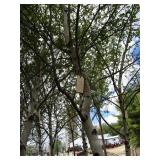 Whitespire Birch, approx 14ft with ...