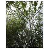 Whitespire Birch, approx 14ft with ...