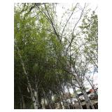 Whitespire Birch, approx 14ft with ...