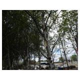 Whitespire Birch, approx 14ft with ...