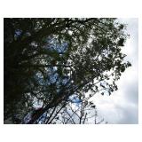 Maple, Sugar, approx 16ft ...