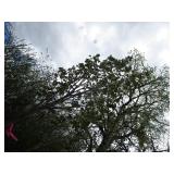 Maple, Sugar, approx 16ft ...