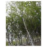 Whitespire Birch, approx 14ft with ...