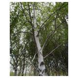 Whitespire Birch, approx 14ft with ...