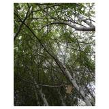 Whitespire Birch, approx 14ft with ...