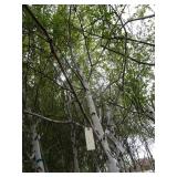 Whitespire Birch, approx 14ft with ...