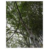 Whitespire Birch, approx 14ft with ...