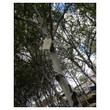 Whitespire Birch, approx 14ft with ...