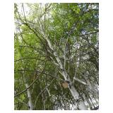 Whitespire Birch, approx 14ft with ...