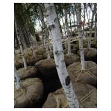 Whitespire Birch, approx 14ft with ...