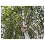 Whitespire Birch, approx 14ft with ...