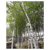 Whitespire Birch, approx 14ft with ...