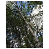 Whitespire Birch, approx 14ft with ...