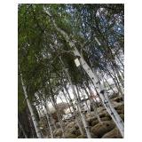 Whitespire Birch, approx 16ft with ...