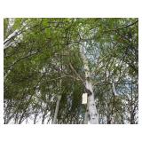Whitespire Birch, approx 16ft with ...