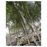 Whitespire Birch, approx 16ft with ...