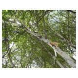Whitespire Birch, approx 16ft with ...