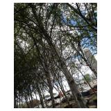 Whitespire Birch, 14-15ft with 3" c...