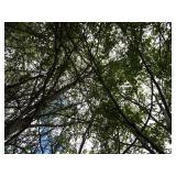 Whitespire Birch, 14-15ft with 3" c...