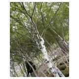 Whitespire Birch, 14-15ft with 3" c...