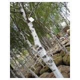 Whitespire Birch, 14-15ft with 3" c...