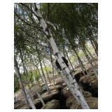 Whitespire Birch, 14-15ft with 3" c...