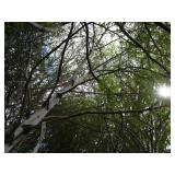 Whitespire Birch, 14-15ft with 3" c...