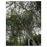 Whitespire Birch, 14-15ft with 3" c...