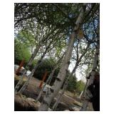 Whitespire Birch, 14-15ft with 3.5"...