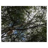 Whitespire Birch, 14-15ft with 3.5"...
