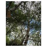 Whitespire Birch, 14-15ft with 3" c...