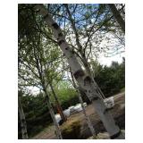 Whitespire Birch, 14-15ft with 3" c...