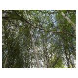 Whitespire Birch, 14-15ft with 3" c...