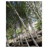 Whitespire Birch, 14-15ft with 3" c...