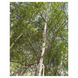 Whitespire Birch, 14-15ft with 3" c...