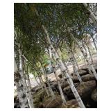 Whitespire Birch, 14-15ft with 2.5"...