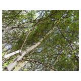 Whitespire Birch, 14-15ft with 2.5"...