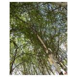 Whitespire Birch, 14-15ft with 2.5"...