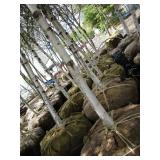 Whitespire Birch, 14-15ft with 2.5"...