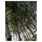 Whitespire Birch - park grade, 14-1...