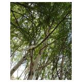 Whitespire Birch - park grade, 14-1...