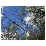 Pin Oak with 2.5" caliper...
