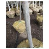 Pin Oak with 2.5" caliper...