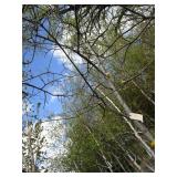 Pin Oak with 3" caliper...