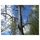 Pin Oak with 3" caliper...