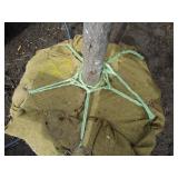 Pin Oak with 3" caliper...
