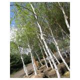 Whitespire Birch, 14-15ft with 2.5"...